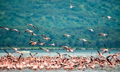 Lake Nakuru, Kenia