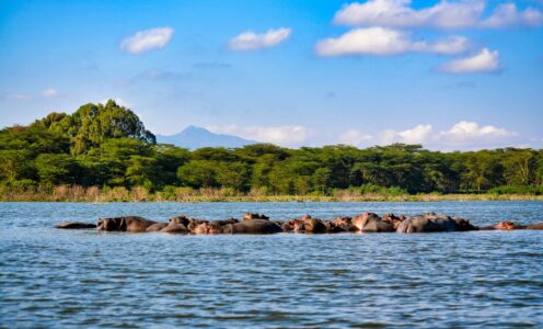 Lake Nakuru - Kenia