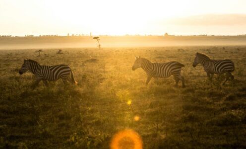 Kenia