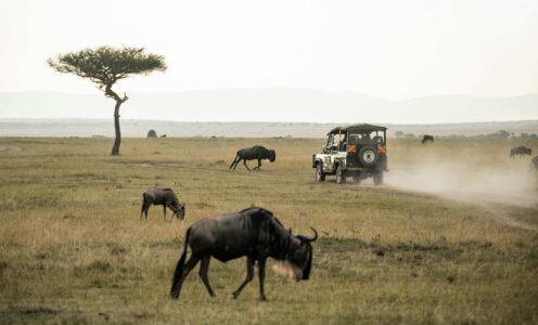 Masai Mara, Kenia