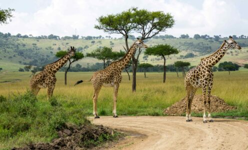 Kenia safari